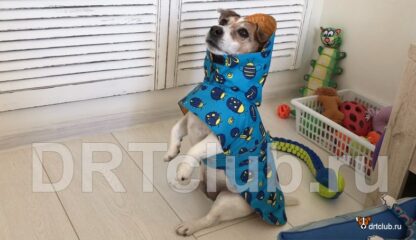 Джек в новой попоне